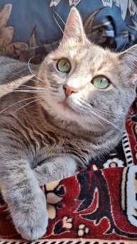 кошка Ася #когдаустанешь приходи#милота #котики #cute#кухня#кот