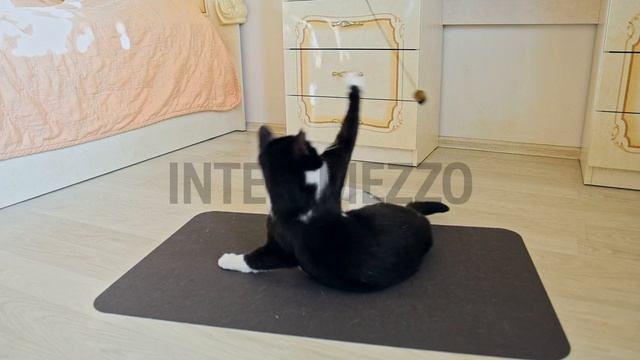 Применение защитных ковриков для животных