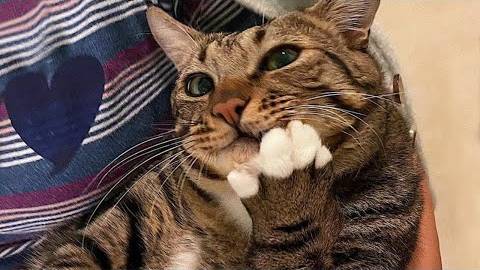 ПРИКОЛЫ С ЖИВОТНЫМИ ДО СЛЕЗ _ Смешные КОТЫ 2022 _ Приколы с КОТАМИ _ Funny ANIMALS video
