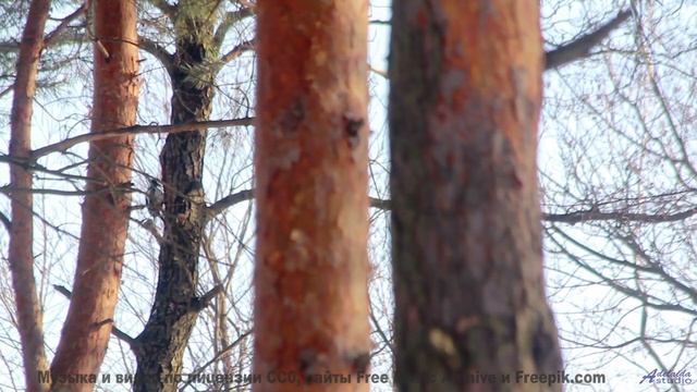 Природа, увиденная через квантовый микроскоп - невероятные детали! - Curious Jungle -- Podington Bea