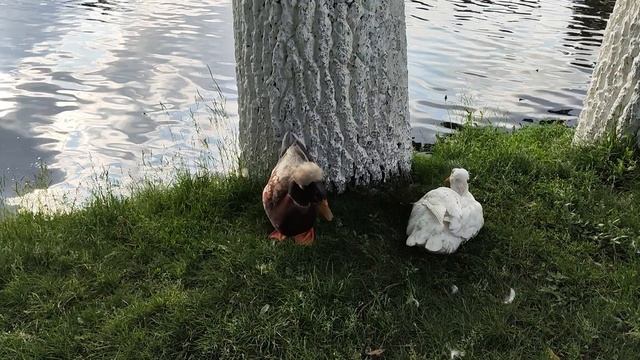 Хохлатая утка