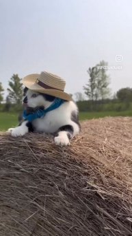Кот ковбой 🤠