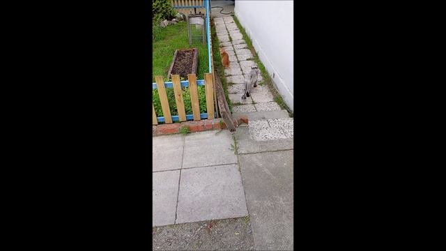 Собака. Кот. Том и Кос