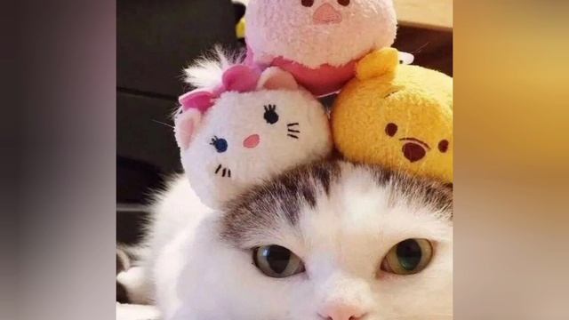 кот зи России  против кота из Америки