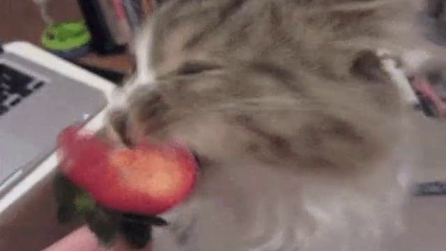 котик милый