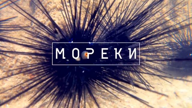 Ресто-бар "Мореки"