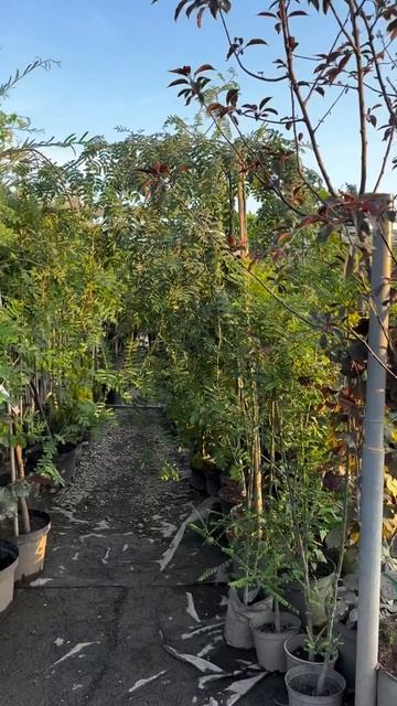 Плодовые деревья и кустарники активно в продаже в садовом центре «АртСад»! 🍏🌿