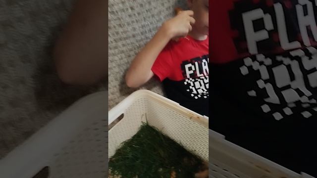 щиплют травку
