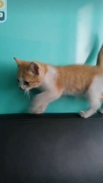 моего котёнка забрали😭😭😭😭😭😭😭😭😭😭