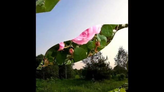 Прекрасная мелодия и красивые цветы и природа..mp4