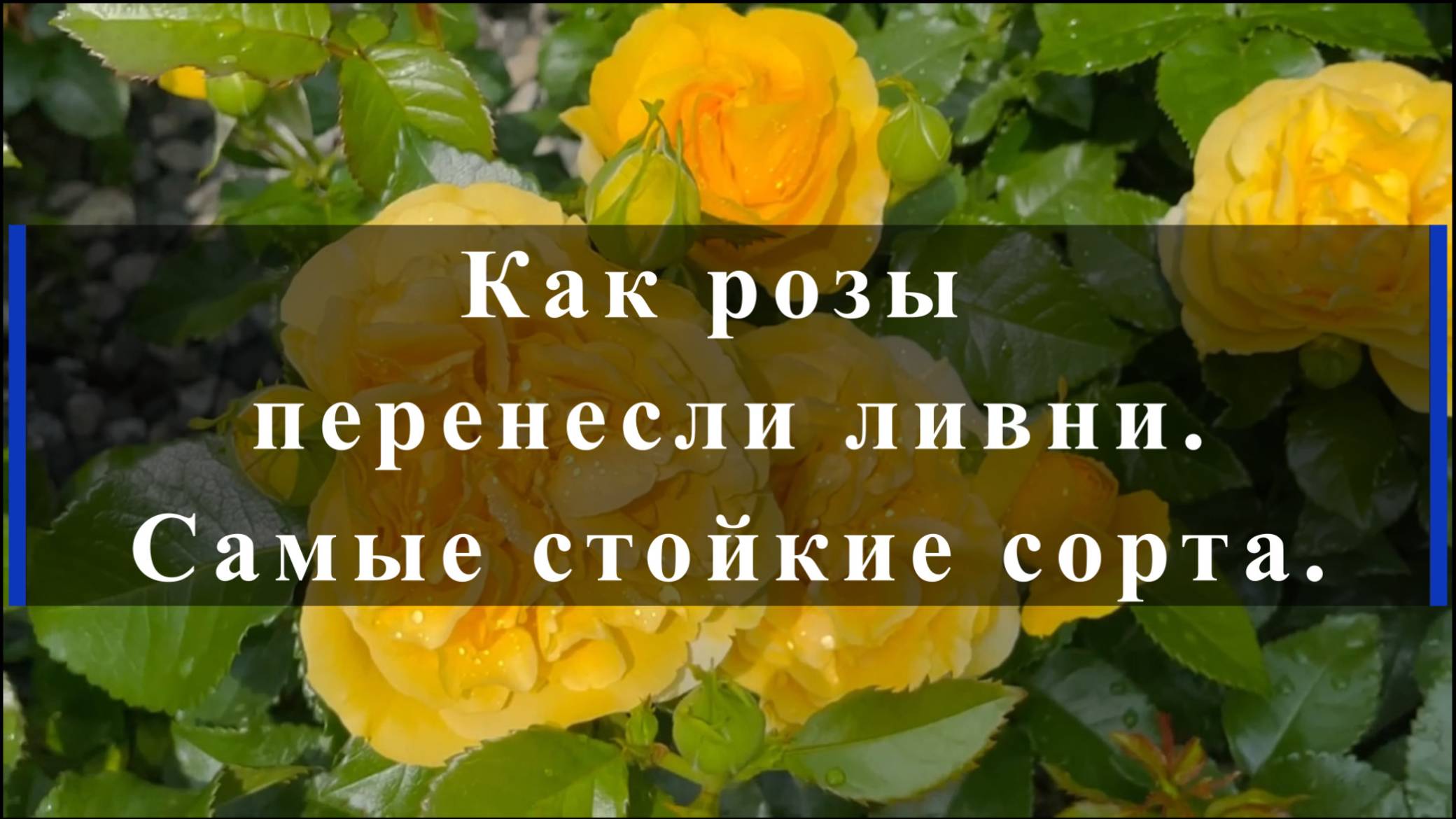 Как розы перенесли ливни. Самые стойкие сорта.