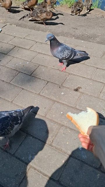 Щас все руки съест😁