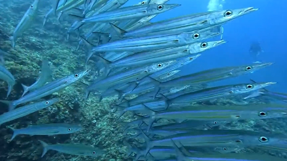 Мечта рыболова 🐋🦈🐳