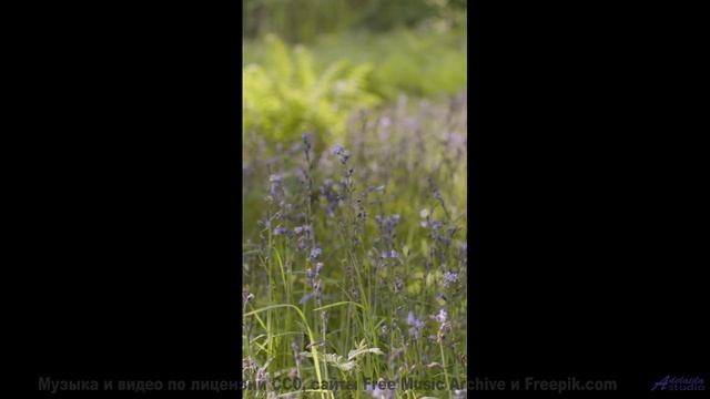 Мелодия превращает поля в магические пространства - Magnolia -- Ketsa -- The Calling