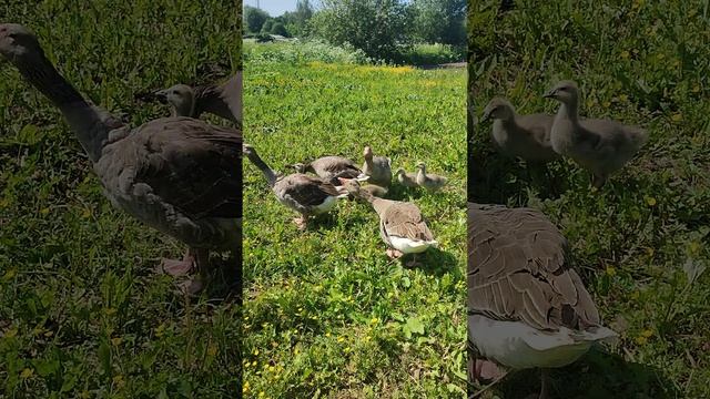 Кошечка Лапа поймала мышку🐁 Гуси с гусятами, петух Петя