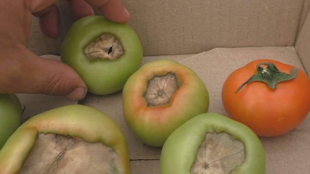 🍅 Кальций для томатов: как избежать вершинной гнили?