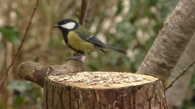 Птички прилетели с миграции и сидят на пне часть 2