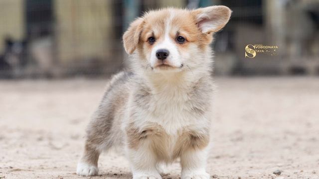 🧿 ЩЕНКИ 🐶 ВЕЛЬШ КОРГИ ПЕМБРОК 🐶 Питомник "Свободная стая"📍 Москва Заводчик Гульнара Жианшина