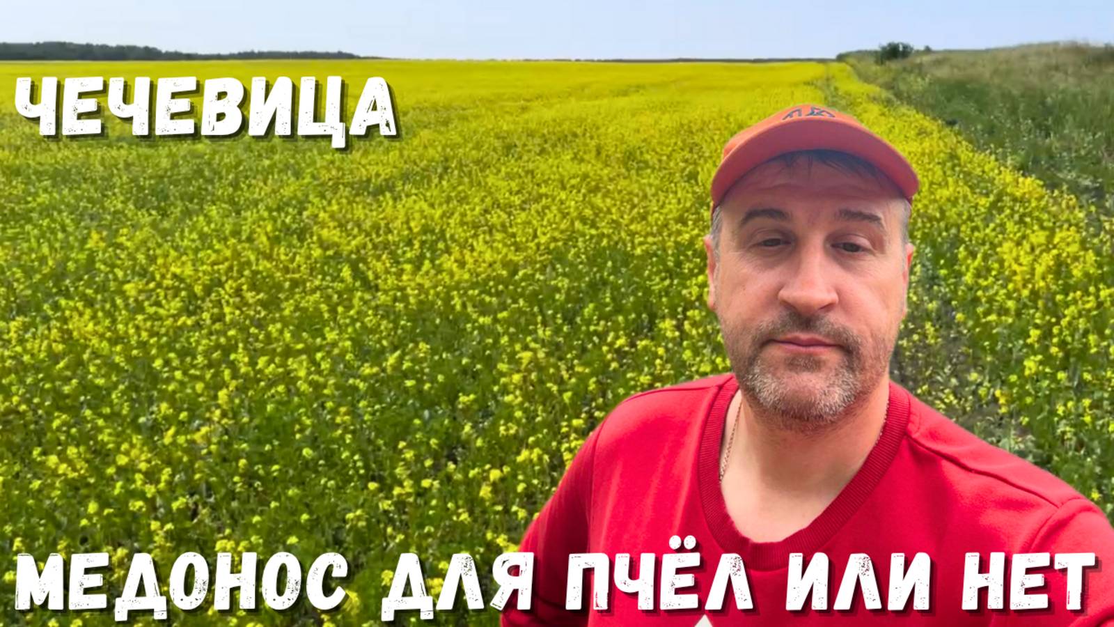 Чечевица - Медонос для Пчёл или нет? Исследуем поле с чечевицей!