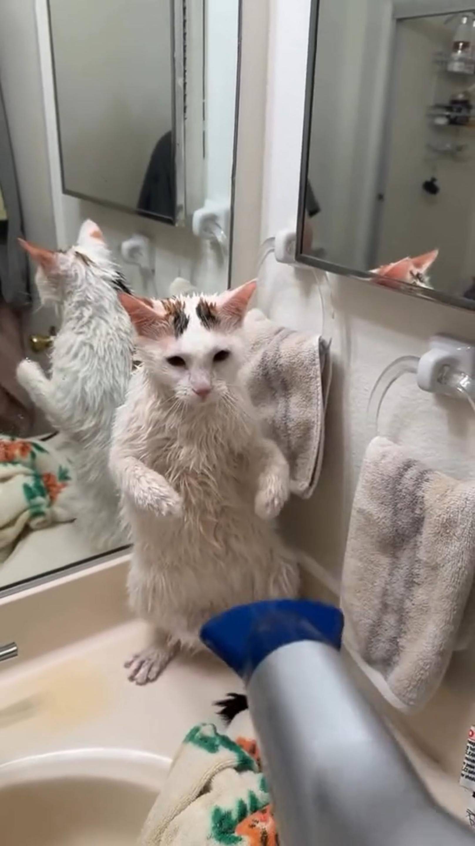 😼 КОШАЧЬЕ БЕЗУМИЕ 😎 На это можно смотреть ВЕЧНО!! 🔥 Смешные Кошки и Собаки! 😂 #cat #юмор #shorts