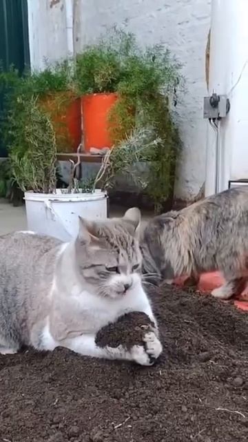 Садокот