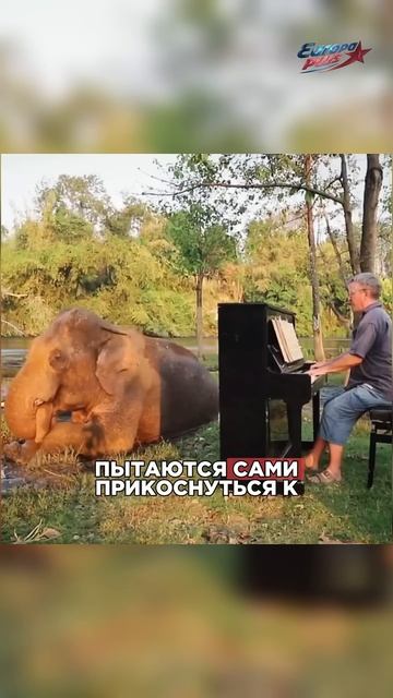 Он ИГРАЕТ на ХОБОТАХ! #слоны #музыка #игранапианино #shorts