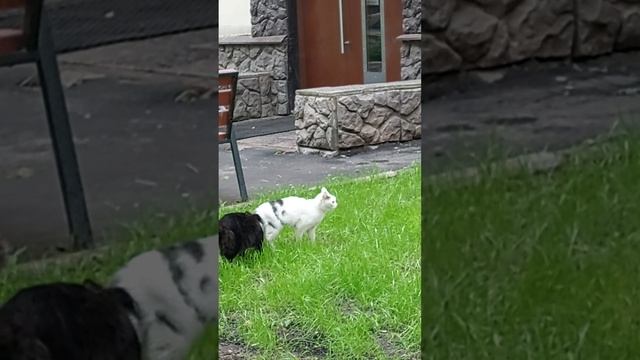 кошачьи страсти