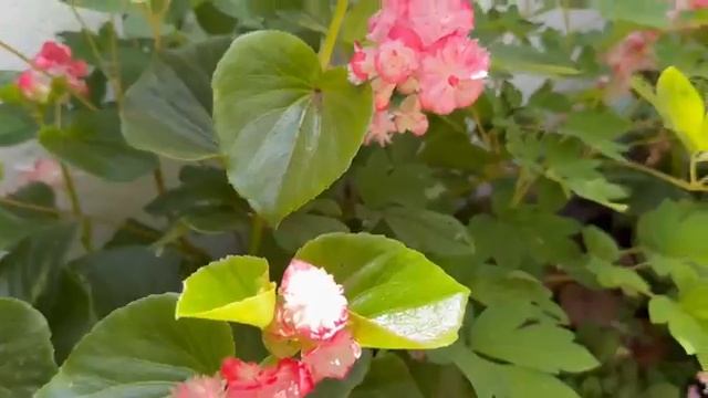 сад🌹🌹🌹🐞