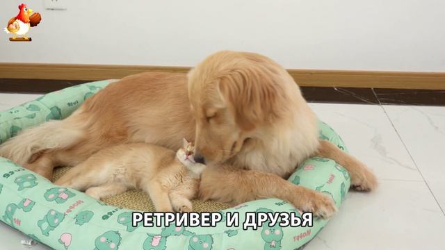 Золотистый ретривер и его друзья милые питомцы 🐕 выпуск (100)