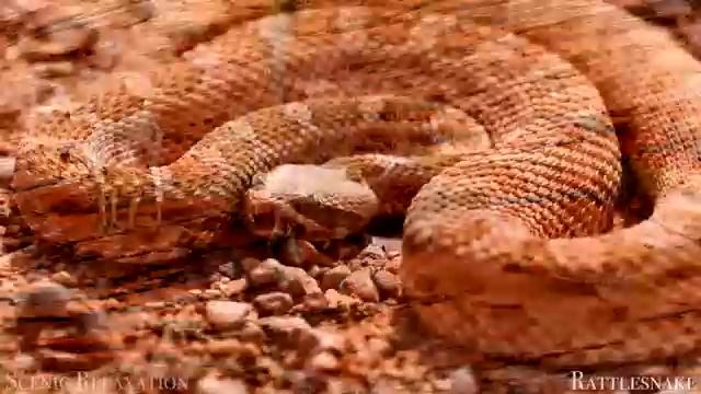 Животные и природа. Успокаивающая музыка