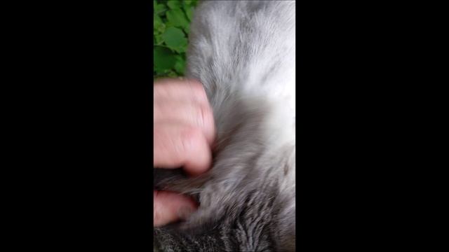 Кот. Кос.