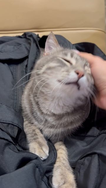Котя в сумке 🐱
