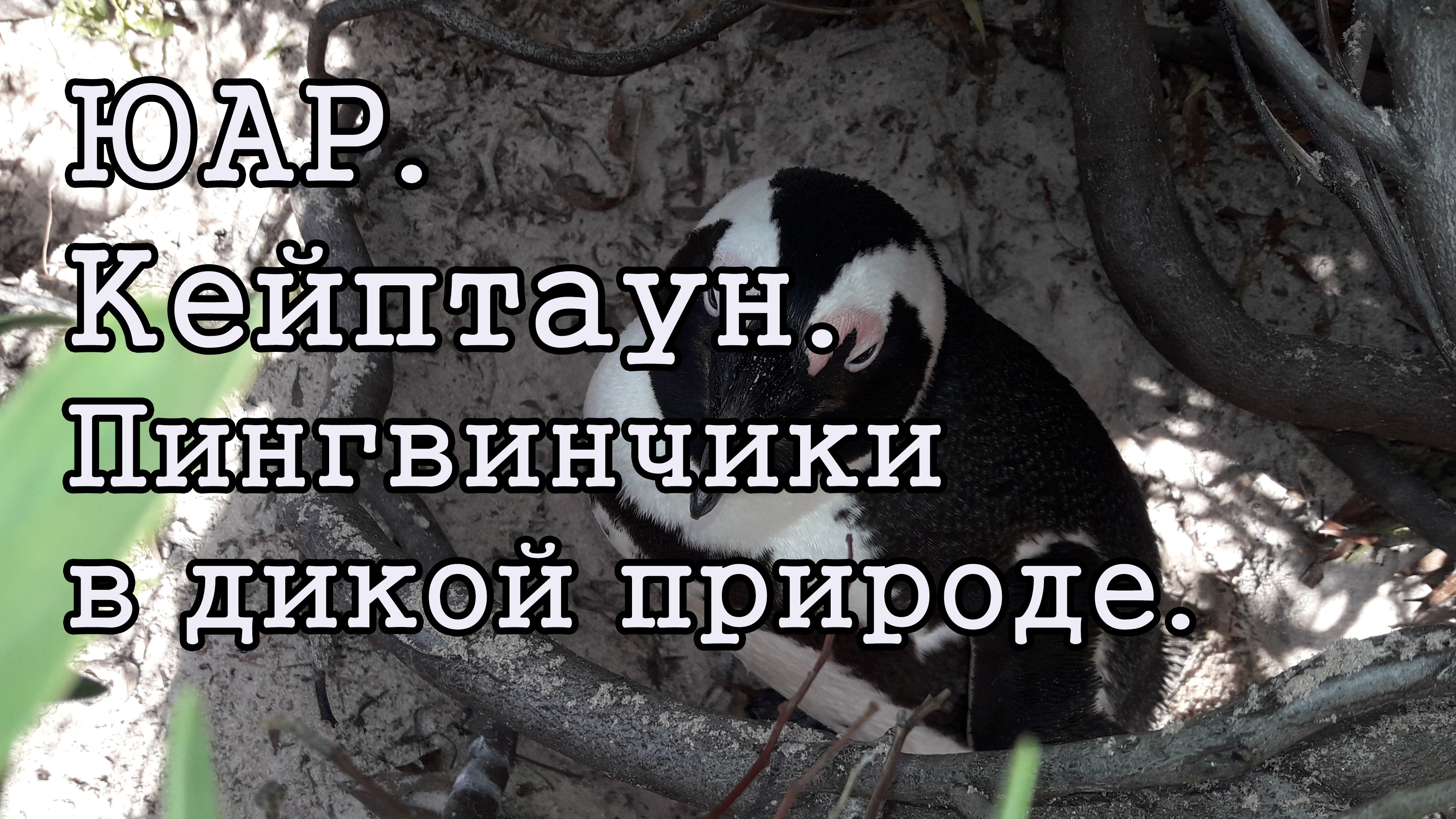 ЮАР. Кейптаун. Пингвиний пляж.