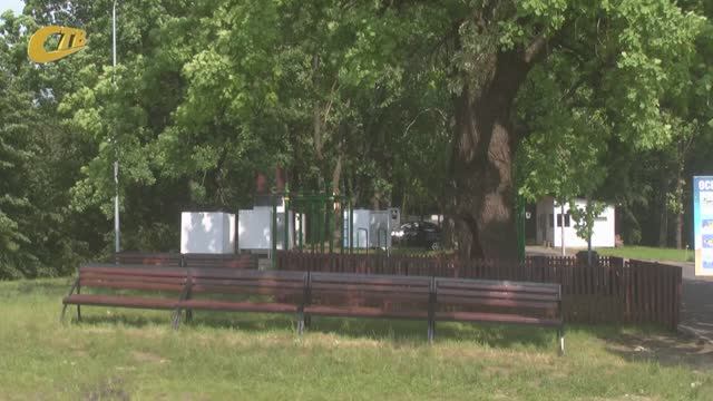 ГЛАВА ЖЕЛЕЗНОГОРСКА АЛЕКСАНДР МИХАЙЛОВ ОСМОТРЕЛ 200-ЛЕТНИЕ ДУБЫ, ПРОИЗРАСТАЮЩИЕ НА ГОРОДСКОМ ПЛЯЖЕ