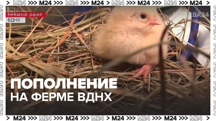 Цыплята родились на городской ферме на ВДНХ - Москва 24