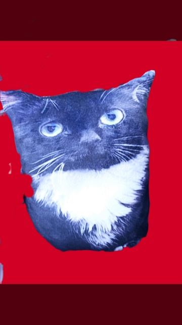 чмоня кот--- мем