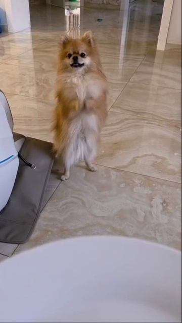 Шпиц попрошайка