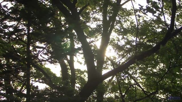 Это видео - как шёпот 'я люблю тебя' в тишине! - Addled Essence -- Blue Sky Moon -- I Used to Build