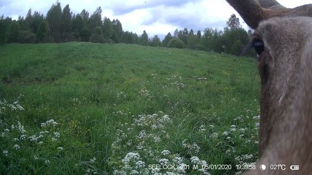Ни одна камера не пострадала)