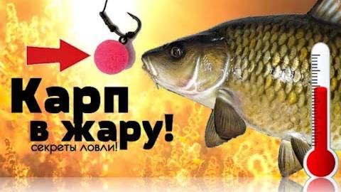Секреты ловли карпа в жару! Как поймать карпа летом, когда он не клюёт?