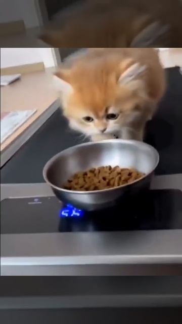 Весомая мотивация 😻👍😋