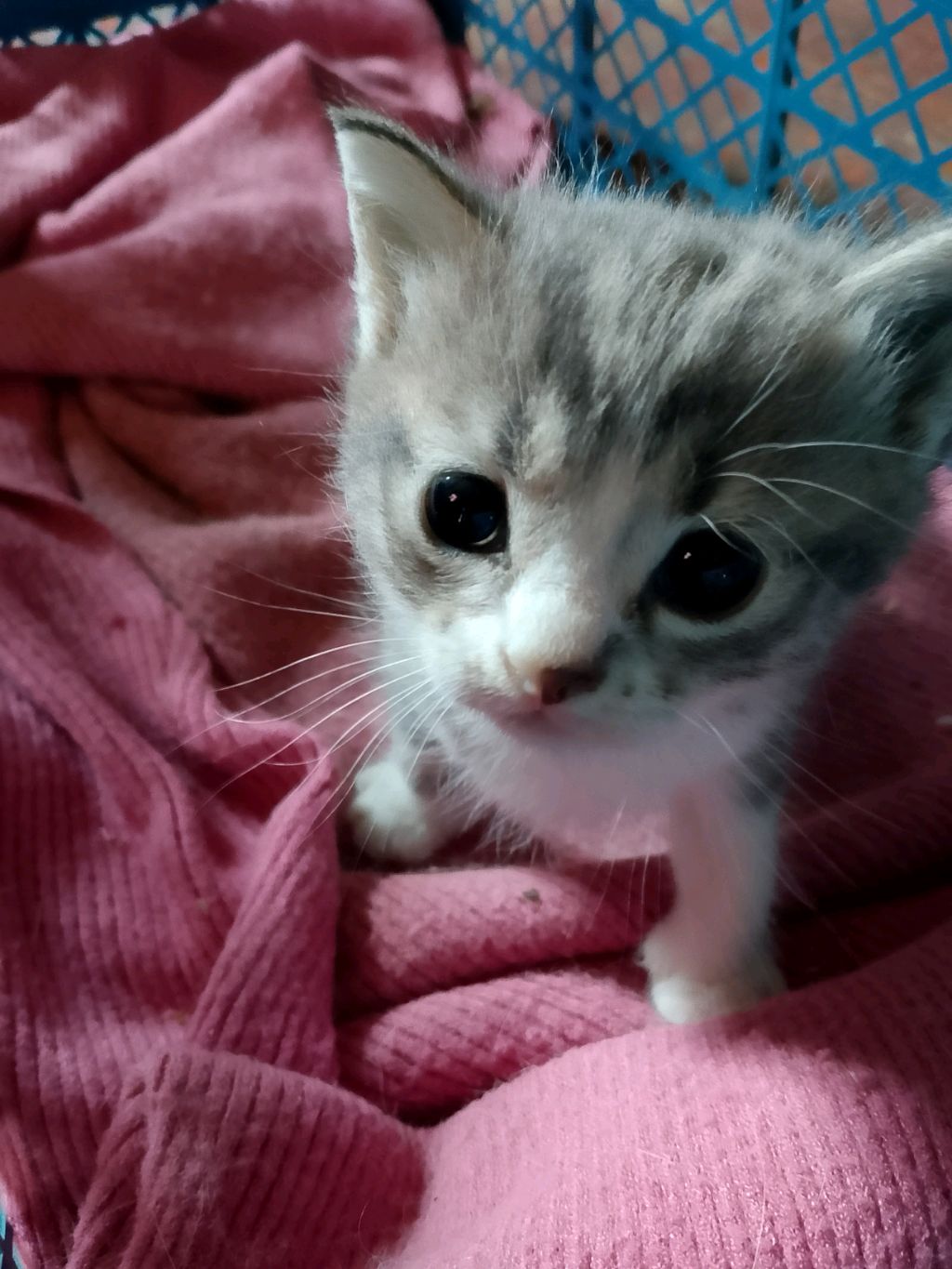 милый котик