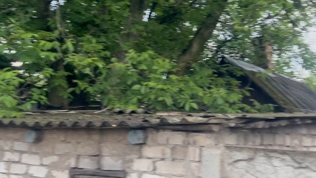 Котейки из приюта Девять жизней