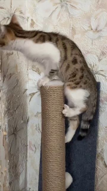 сегодня уехал в семью!💖