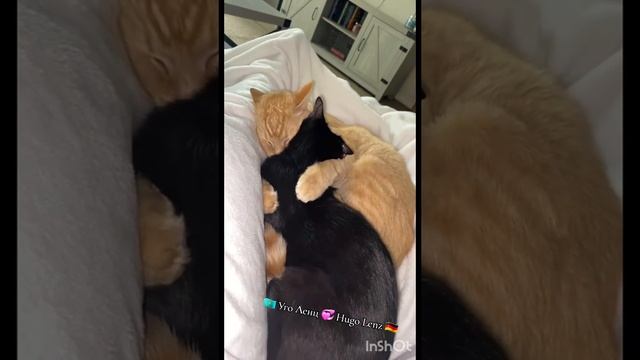 Любовь 💘 пушистиков