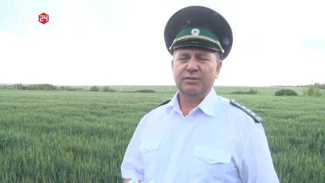 Отбор пробы колосков