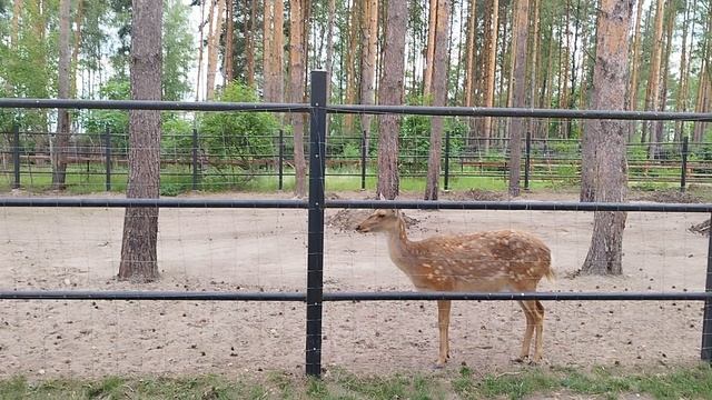 вот олени