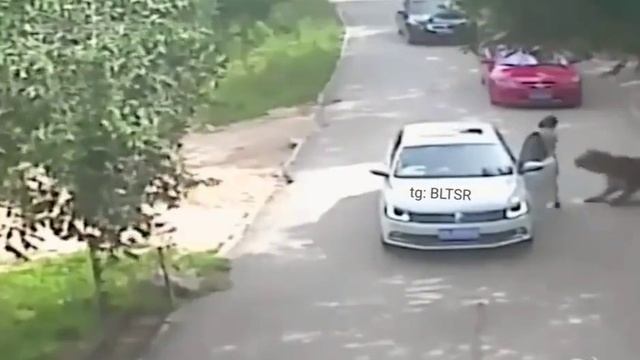 тигр