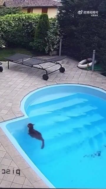 Кот узнаёт, что умеет плавать