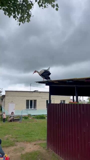 Аист прилетел проверить тех кого ранее принес...